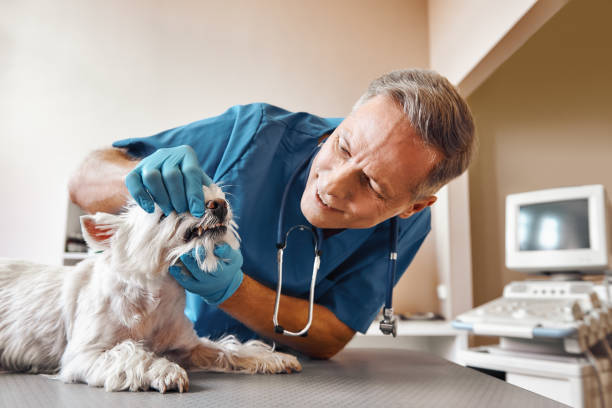 Best Emergency Treatment for Dental Infections or Abscesses in South Huntington, NY